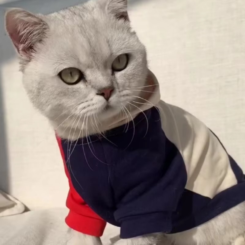 Moletons para Gatos